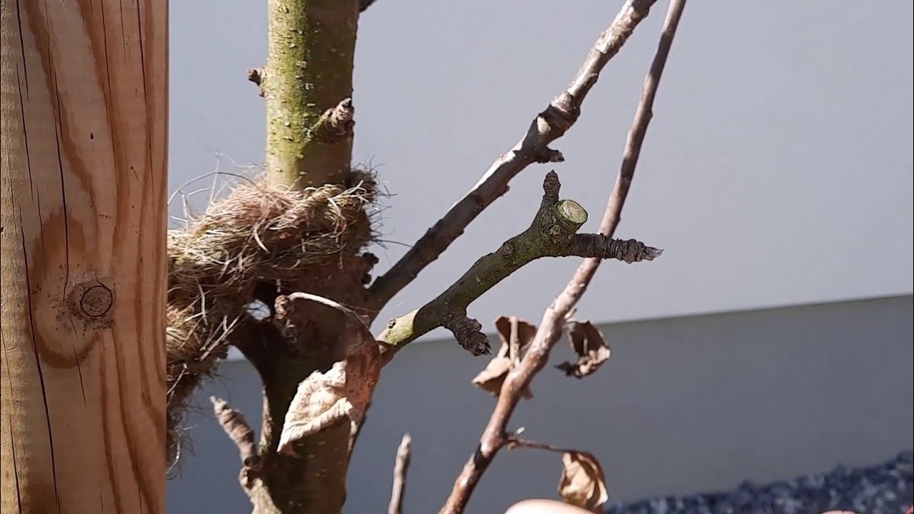 Säulenobstbäume fachgerecht schneiden