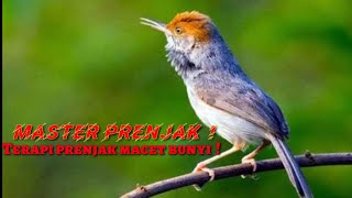 SUARA PRENJAK BETINA MINTA KAWIN. !!