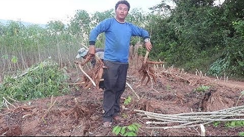 Hmong new movie 2019 khawb qos ntoo