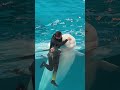 ぷにゅぷにゅでやわらかい おでこ 脂肪の塊があるシロイルカ(シーマちゃん) 横浜八景島シーパラダイス イルカショー / Dolphin show in Yokohama, Japan