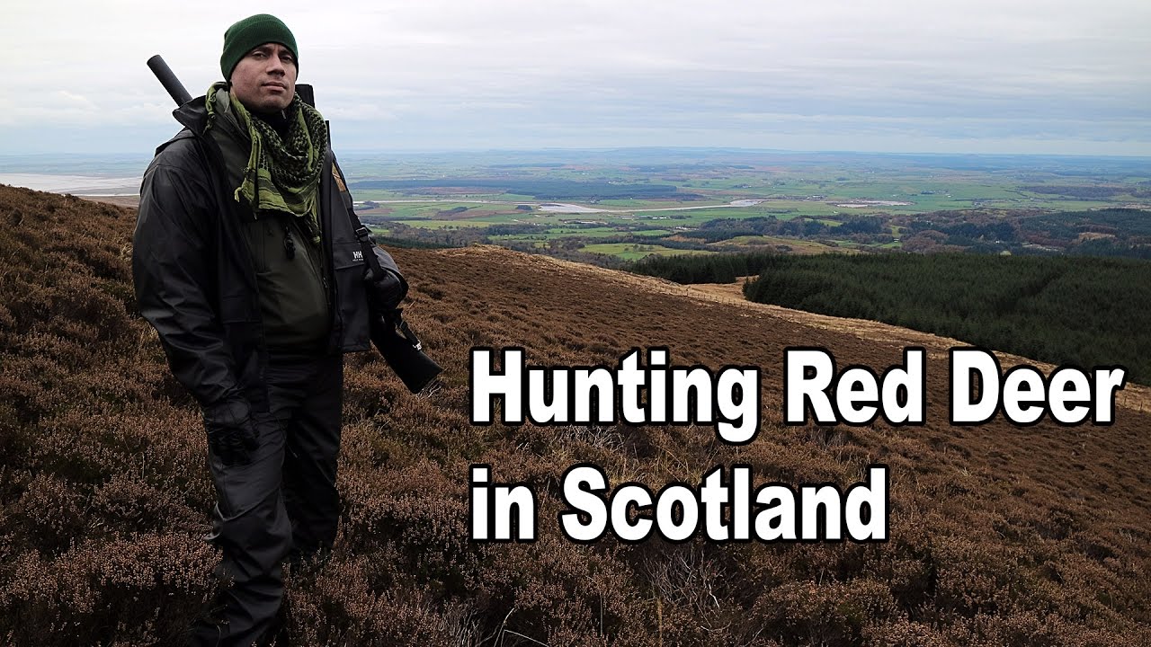 Hunting red deer in Scotland YouTube