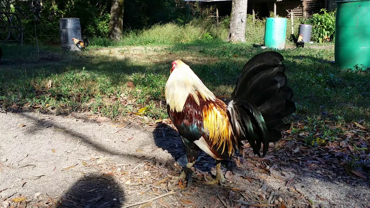 Jeff Nix Pine Bluff Game Fowl - YouTube