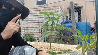First clones taking for FEM. pollin