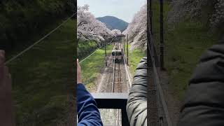 JR御殿場線と桜