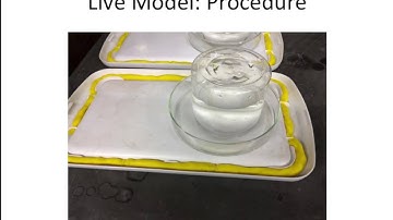 Fly Population Dynamics Educational Video