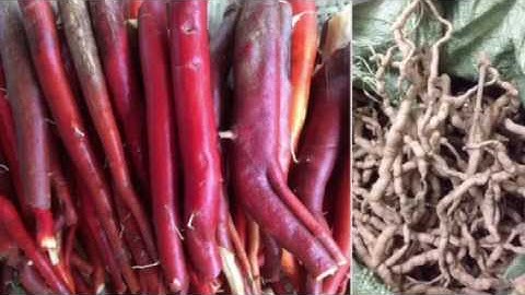 Mua đồ ngâm rượu tốt nhất ở đâu 0911324888