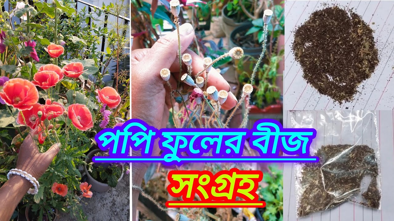 পপি ফুলের বীজ সংগ্রহ করলাম 🥰 #পপি_ফুলের_বীজ_সংগ্ৰহ#পপি_ফুল#খুবসুন্দর