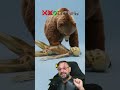 Animais que matariam um ser humano com uma única pisada #biologohenrique #animais