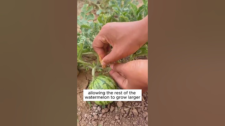 Tips to grow watermelon larger #shorts #plantingtips