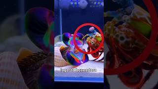 Lagosta boxeadora você teria coragem de ter uma? #fy #video #viral #shorts #fyp #lagosta