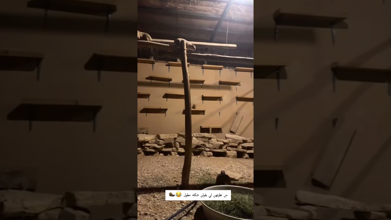 تجربتي  في تربيه الوبران البرية في محميتي خلال 3 ايام فقط