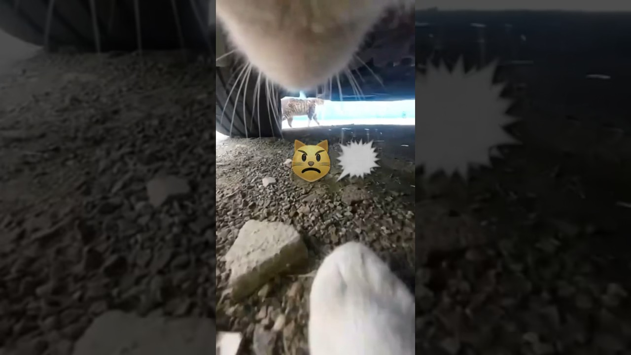 #cat Cat Fight (POV) Cat🐈 chases Cat 🐈&zwj;⬛