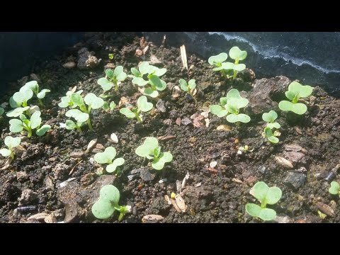 Video Hướng dẫn gieo hạt Cải Thìa , cải con cứng cáp lá xanh... - youtube