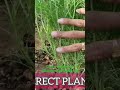 Cumin Trial AGRICULTUREINDIA mp3