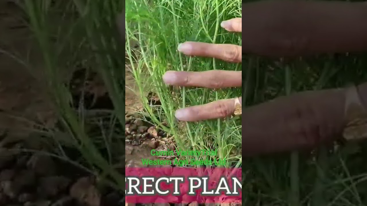 Cumin Trial @AGRICULTUREINDIA