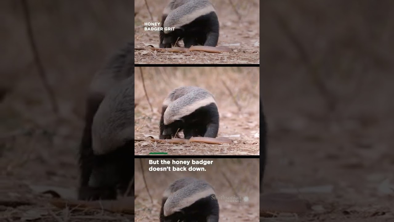 Film backdrop image for Honey badger vs. mole snake: who will win? (2022)