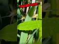 幼体アマガエルがクモに食べられそうになる瞬間! #カエル #赤ちゃん #frog
