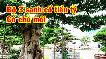 Cây giải vàng tiền tỷ làm từ phôi ít tiền, triển lãm cây cảnh, bộ ba sanh nam điền cổ, ổi