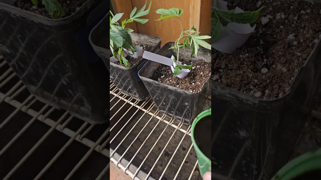 Chem 91 and sour d planted