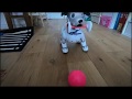 Sunday, September 2, 2018 with aibo (aiboのふるまい ゴルフ 幸せなら手をたたこう)