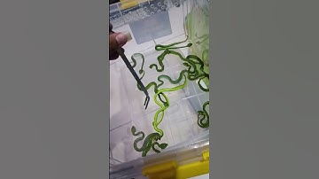 Thumbnail of Baby Ular Berbisa Tinggi viper wagler saling mengigit dan berakhir kematian #shorts #venomsnake