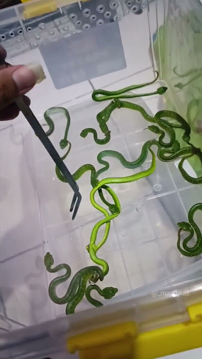 Baby Ular Berbisa Tinggi viper wagler saling mengigit dan berakhir kematian #shorts #venomsnake