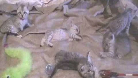 Video 1282361: silver egyptian mau kittens, brown spotted bengal kitten, bengal kittens playing