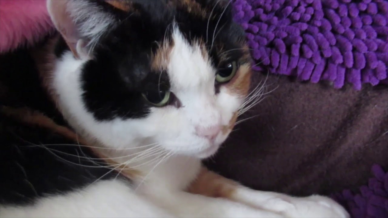 脳腫瘍疑いの猫・ナツ回復 - YouTube