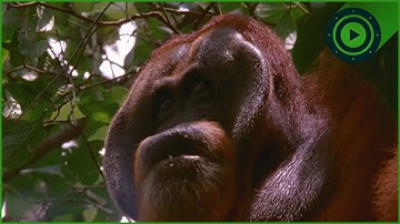 Why Orangutans Are Smarter Than You Think