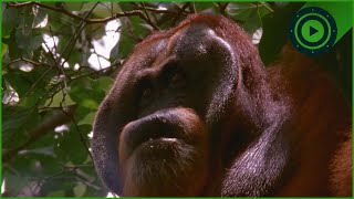 Download Lagu Why Orangutans Are Smarter Than You Think MP3