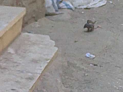 غريب عرسة تأكل فأر