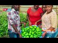 The Chamwada Report: Hydroponic Farming in Kenya