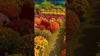 Most Beautiful roses 😍#trendingshorts #flowers #nature #hindisong #Shorts