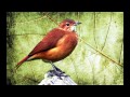 O Canto do João de barro (Furnarius rufus) - Rufous Hornero