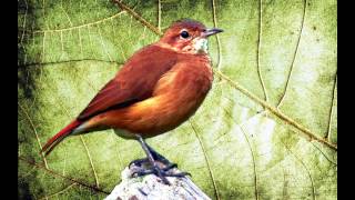 O Canto do João de barro (Furnarius rufus) - Rufous Hornero