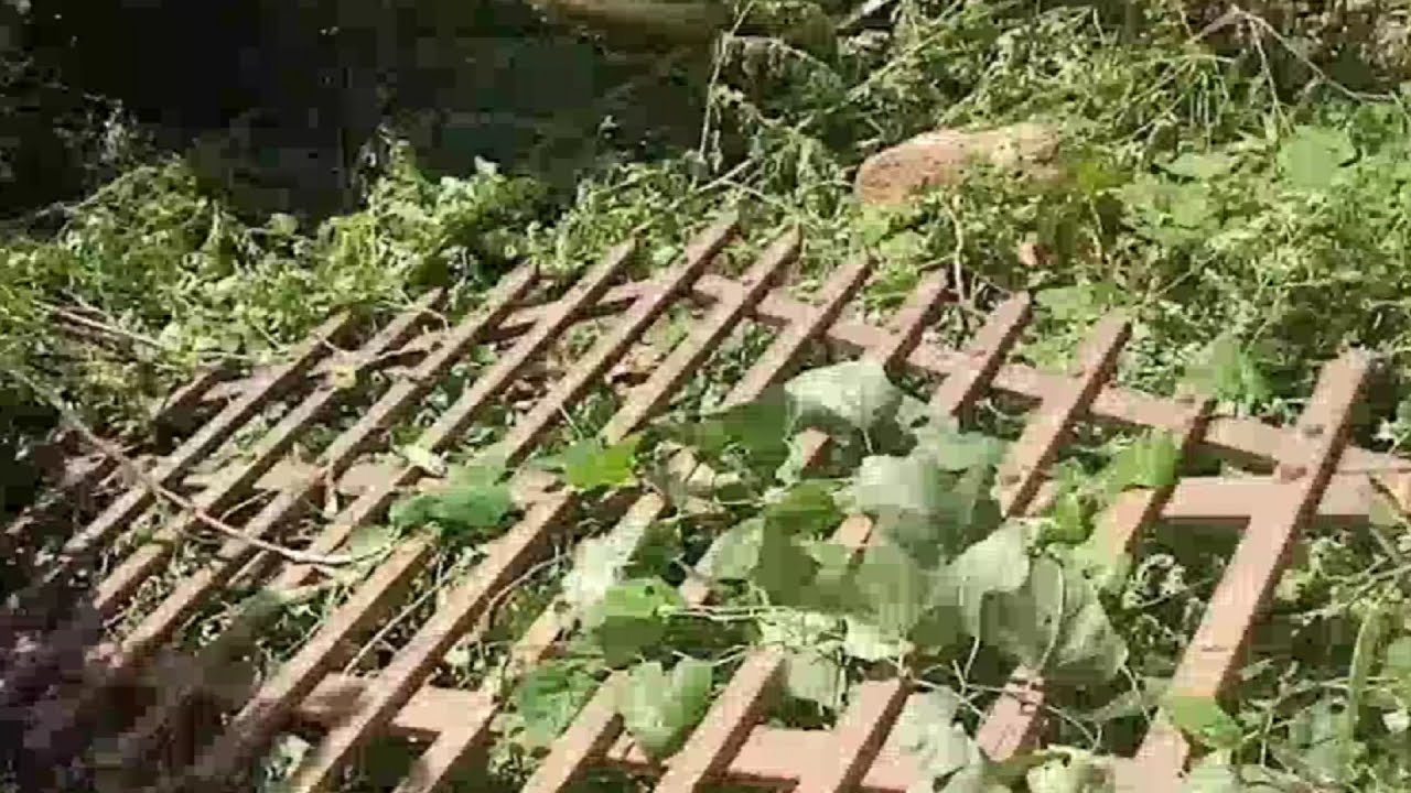 കൂടരഞ്ഞി, ഊര്‍ങ്ങാട്ടീരി മേഖലയിൽ കാട്ടാനശല്യം രൂക്ഷം | Kozhikode Koodaranji Elephant attack