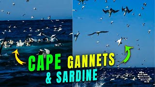 Cape Gannets Feeding on a Baitball of Sardine Filmed in Slow Motion Upclose
