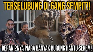 HIDDEN IN A NARROW ALLEY!! HOW DARE TO KEEP SO MANY SCARY OWLS!! #AudreyA #KINGOFTHEJUNGLE