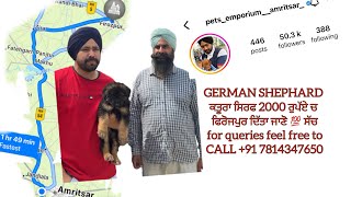 German Shephard in 2000/-₹ AMRITSAR to FEROZPUR PUNJAB || pet’s emporium amritsar || #germanshepherd