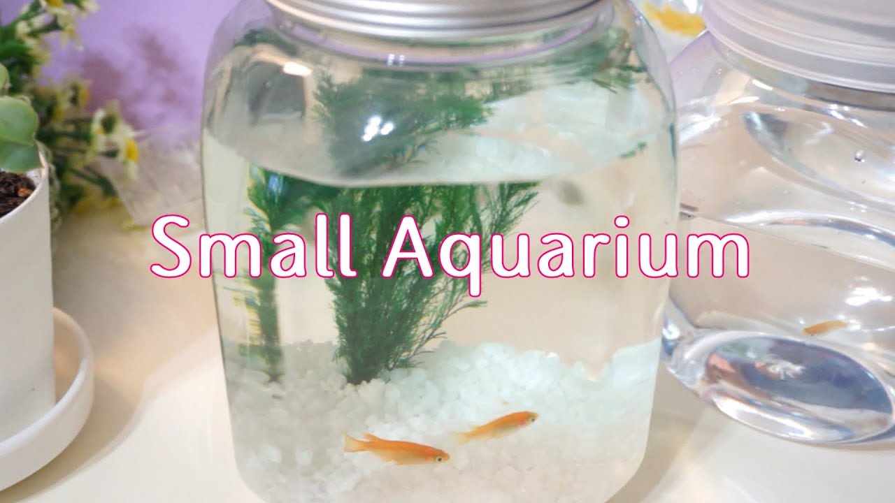 Small Aquarium 小さな水族館 メダカ ボトリウム Youtube