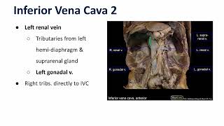 Inferior Vena Cava & Tributaries