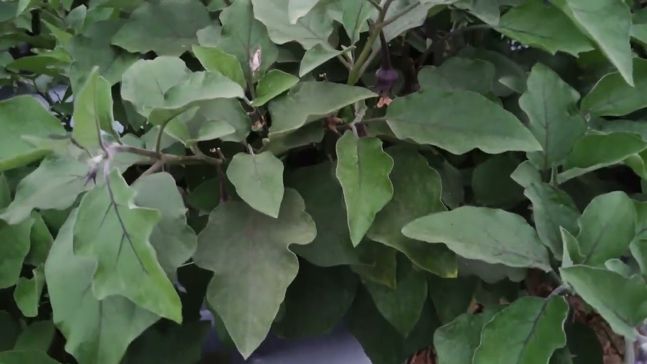 ग्राफ्टेड बैगन 212 का पैदावार इतना की तोड़ते तोड़ते थक जा रहे हैं लेबरl