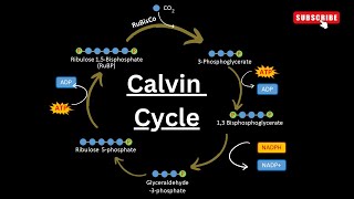 : Calvin cycle Step by step Explained || Dark reactions|| Light independent reactions|| Photosynthesis