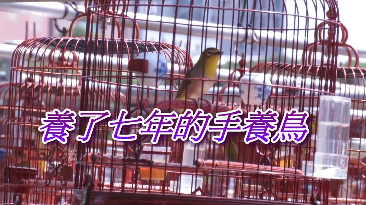 溪哥的愛將 - 參加全國綠繡眼鳴唱比賽前的競鳴訓練