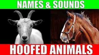 HOOFED ANIMALS Names and Sounds for Kids to Learn | Learning Ungulates (Hoofed Mammals)