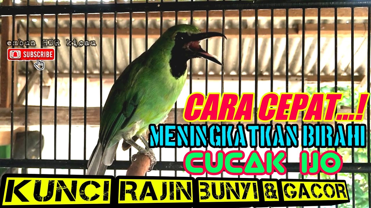 DiJAMIN GACOR❗CARA CEPAT MENCARI TINGKAT BIRAHI CUCAK IJO