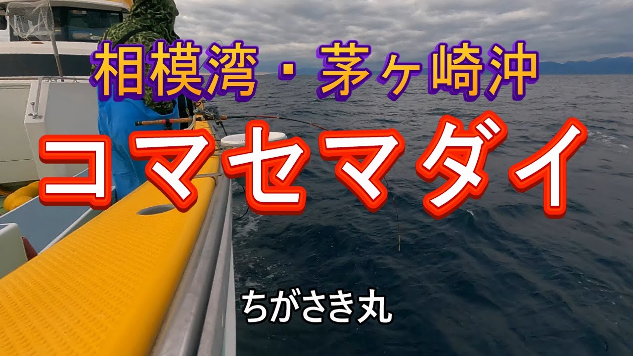 相模湾・茅ヶ崎沖コマセマダイ五目