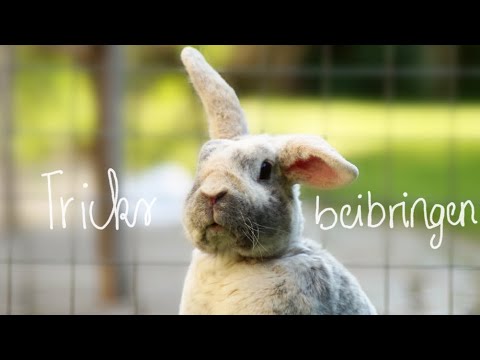 Kaninchen Tricks beibringen? I Kaninchentricks: Pfötchen,Drehen, Hinlegen, auf den Schoß springen...