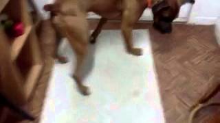 AARF-TN adoptable Great Dane/Boxer mix Harley