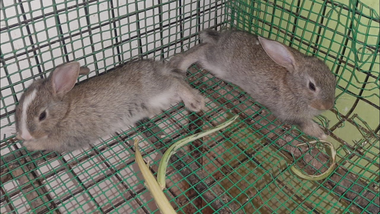 bunnys sale hyderabadsalerabbitsmallrabbitfarm YouTube